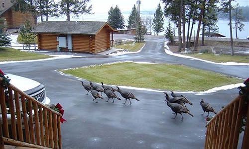 Somers Bay Log Cabin Lodging Hotel Exterior foto